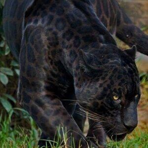 Meet your Posher, Posh